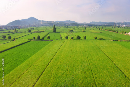 Rice paddy in the suburban area, Zhejiang Province, China