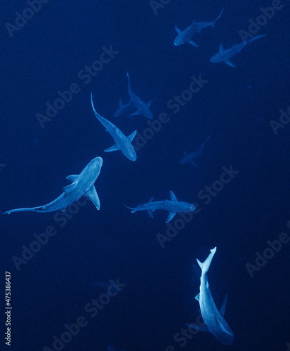 Obraz na plátně Group of sharks underwater
