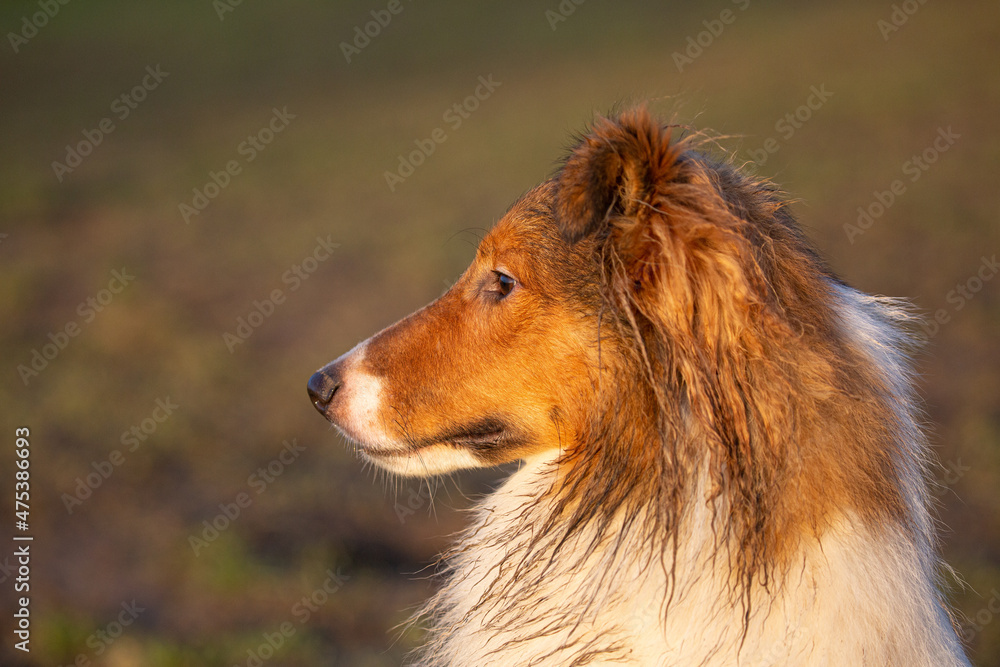 side view of beautiful sheltie dog after rain in lovely golden sunlight