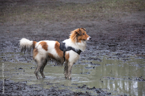Brown and white sheltie dog in the mud standing in a puddle