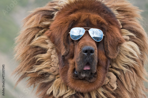 Tibetan Mastiff wearing sun glasses, Tibet, China photo