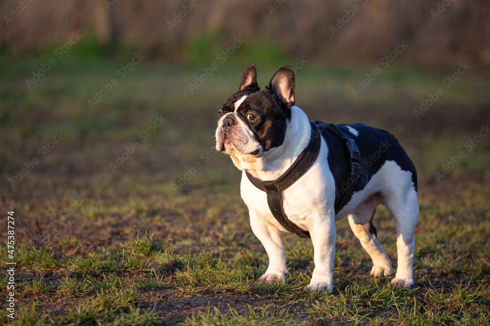 Funny looking French bulldog wearing harness standing on the grass