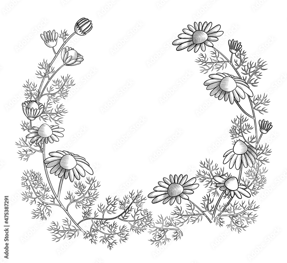 wreath of blooming daisies with leaves sketch on a white background isolated wreath of blooming daisies with leaves sketch on a white background isolated