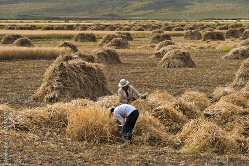 Tibetan farmers harvesting barley, Shigatse Prefecture, Tibet, China