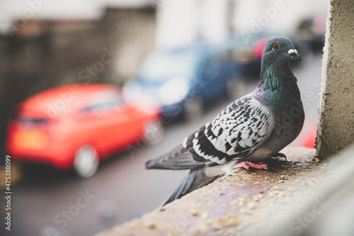 Fotobehang Closeup shot of a pigeon on a window ledge