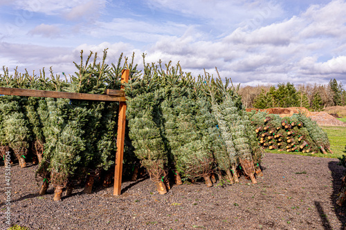 Fresh cut bailed Christmas trees of a farm market, Hillsboro, Oregon photo