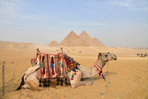 Foto The pyramids at Giza in the desert and camel.