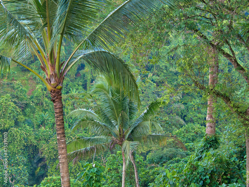 Indonesia  Bali  Ubud. Bali rainforest