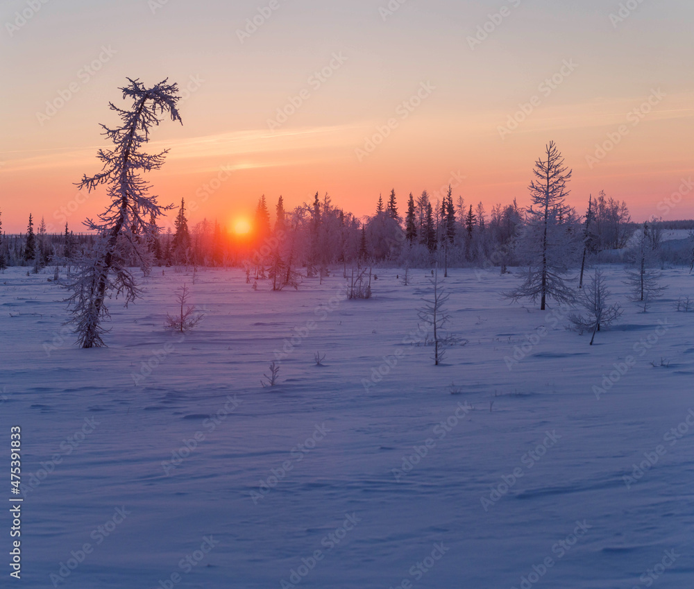 winter sunrise in the forest tundra. Siberia. Russia