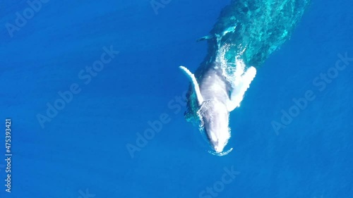Mother Humpback whale and her calf bond off the coast of Maui, Hawaii.