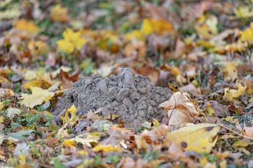mound of earth from the burrow of a mole. A trace of a mole on the soil