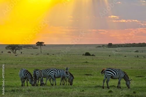 zebras and sunset in africa