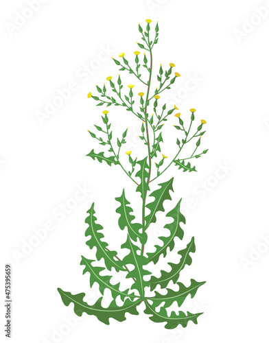 Wild Lettuce Illustration