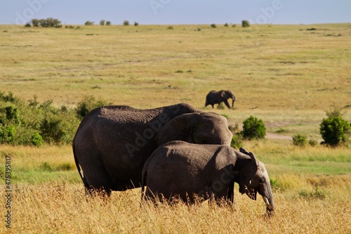 Photography elephants in the wild