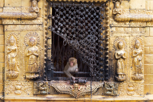 Monkey at a window in Swayambhunath, Kathmandu, Nepal