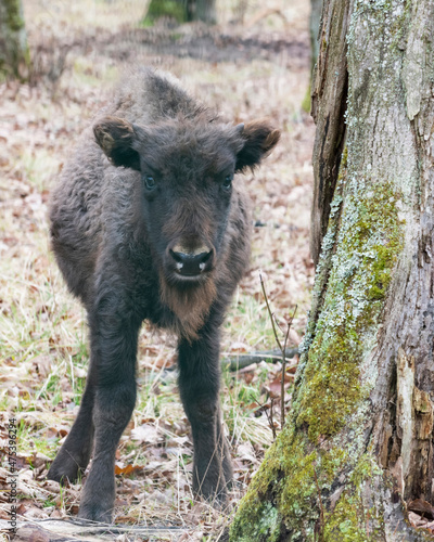 Auroch calf