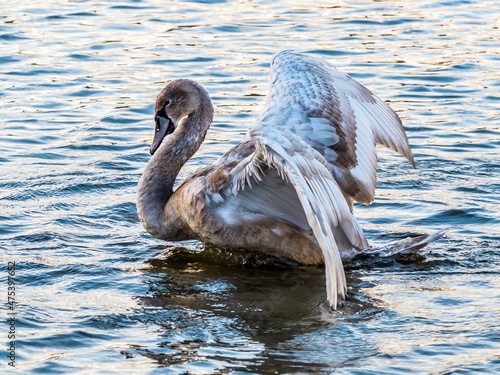  Cygnet with spread wings splashing on lake