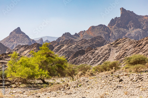 Middle East, Arabian Peninsula, Oman, Al Batinah South, Rustaq. Green trees in the desert mountains of Oman.