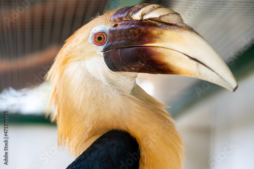 Portrait of male Papuan hornbill or Blyth hornbill Rhyticeros plicatus seen from profile photo