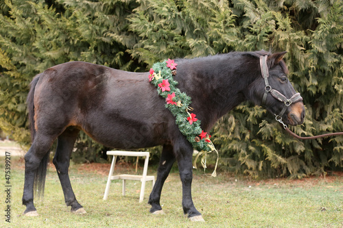 Saddle horse wearing christmas wreath decoration outdoors