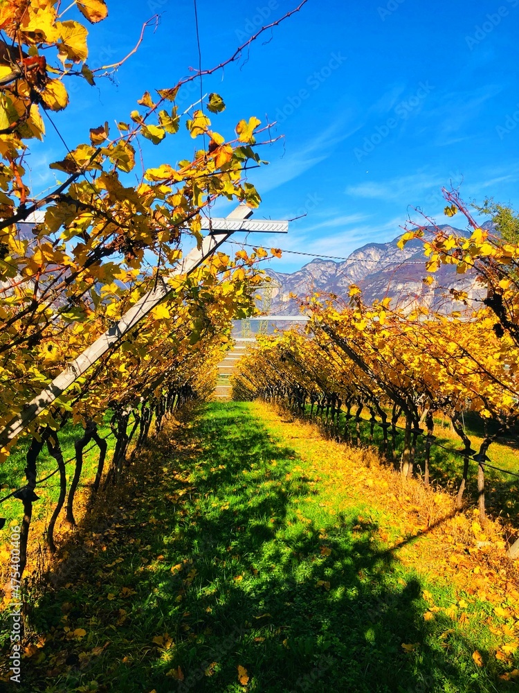 Fototapeta premium autumn in the vineyard