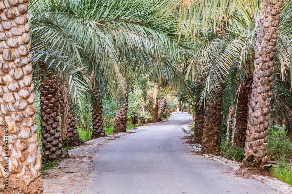 Middle East, Arabian Peninsula, Oman, Ad Dakhiliyah, Nizwa. Palm trees along a road in Nizwa, Oman.