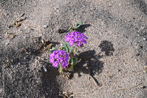 Closeup of a desert sand verbena flower photo