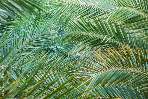 Middle East, Arabian Peninsula, Oman, Ad Dakhiliyah, Nizwa. Palm tree fronds in Nizwa, Oman.