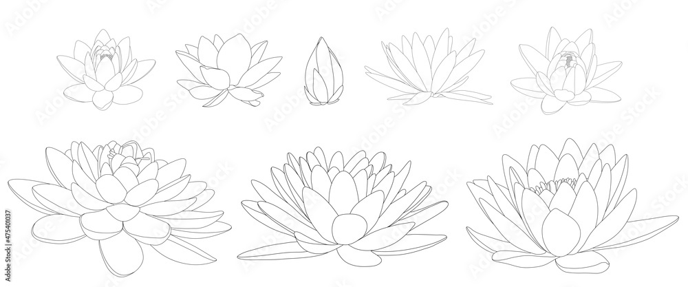 Lotus flowers in different blooms and shapes. Black and white illustration of different types of water lilies.