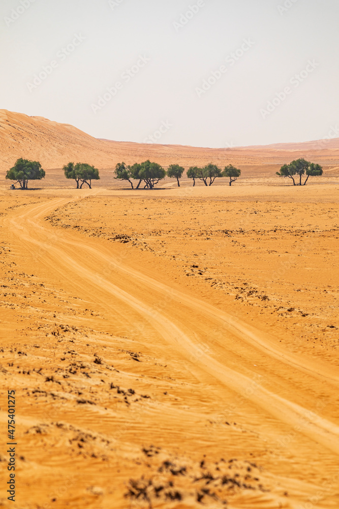 Middle East, Arabian Peninsula, Ash Sharqiyah North, Bidiyah. A group of trees in the desert of Oman. Middle East, Arabian Peninsula, Ash Sharqiyah North, Bidiyah. A group of trees in the desert of Oman.