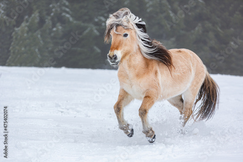 Portrait of a norwegian fjord horse galloping on a snowy field