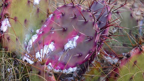 Parasitic insect cochineal on the leaves of Opuntia cactus in New Mexico, USA photo