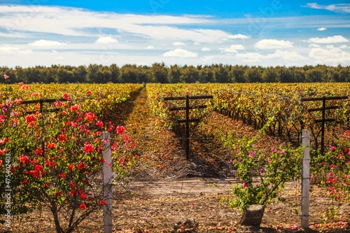 Vineyard stripping golden December leaves. vineyard plantation, plants, organic, fertile land, agriculture in autumn winter 