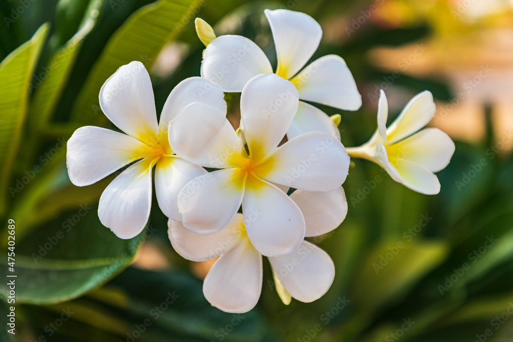 Middle East, Arabian Peninsula, Oman, Muscat, Quriyat. Plumeria blossoms in a garden.