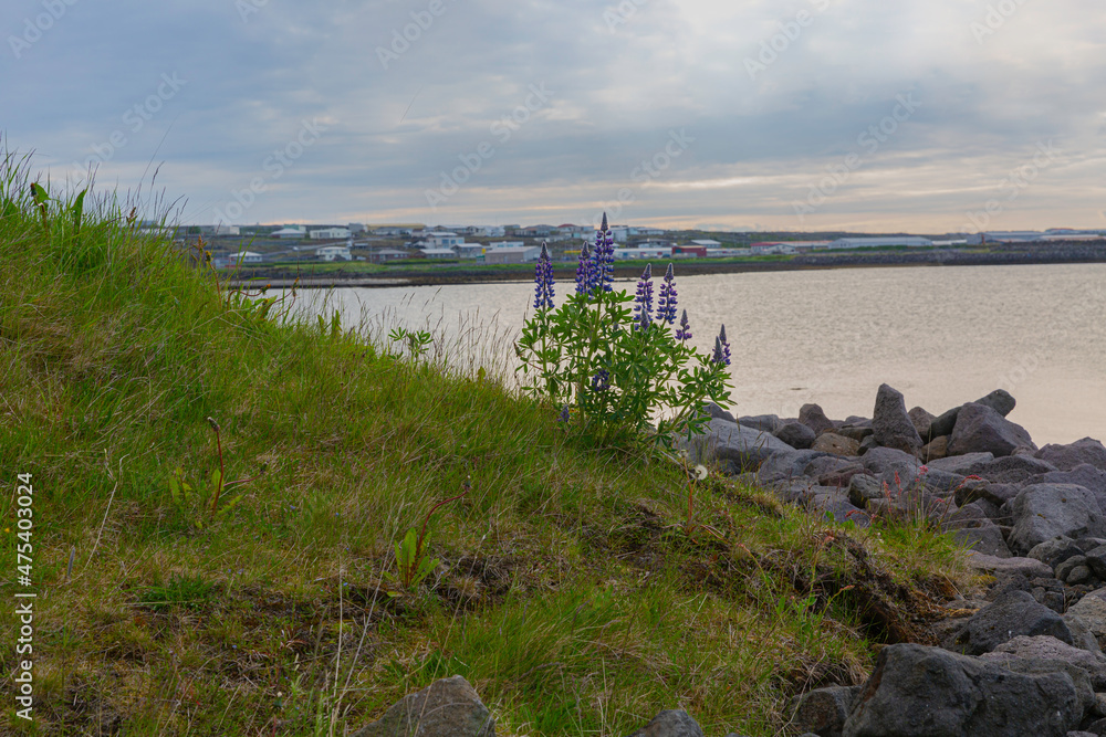 Icelandic Lupine and house in the background.