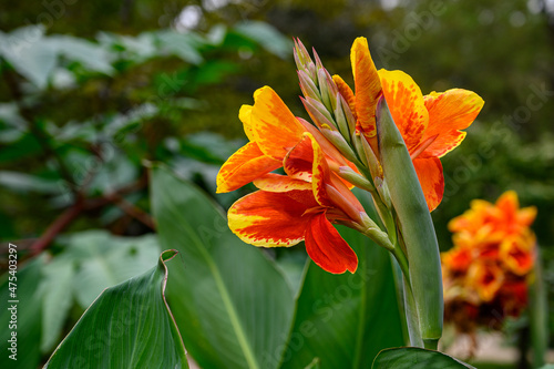 Closeup shot of orange canna lilies photo
