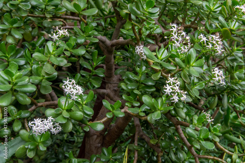 Crassula ovata