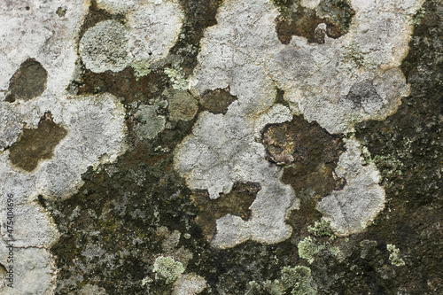 stone wall covered with centuries-old moss and fungus