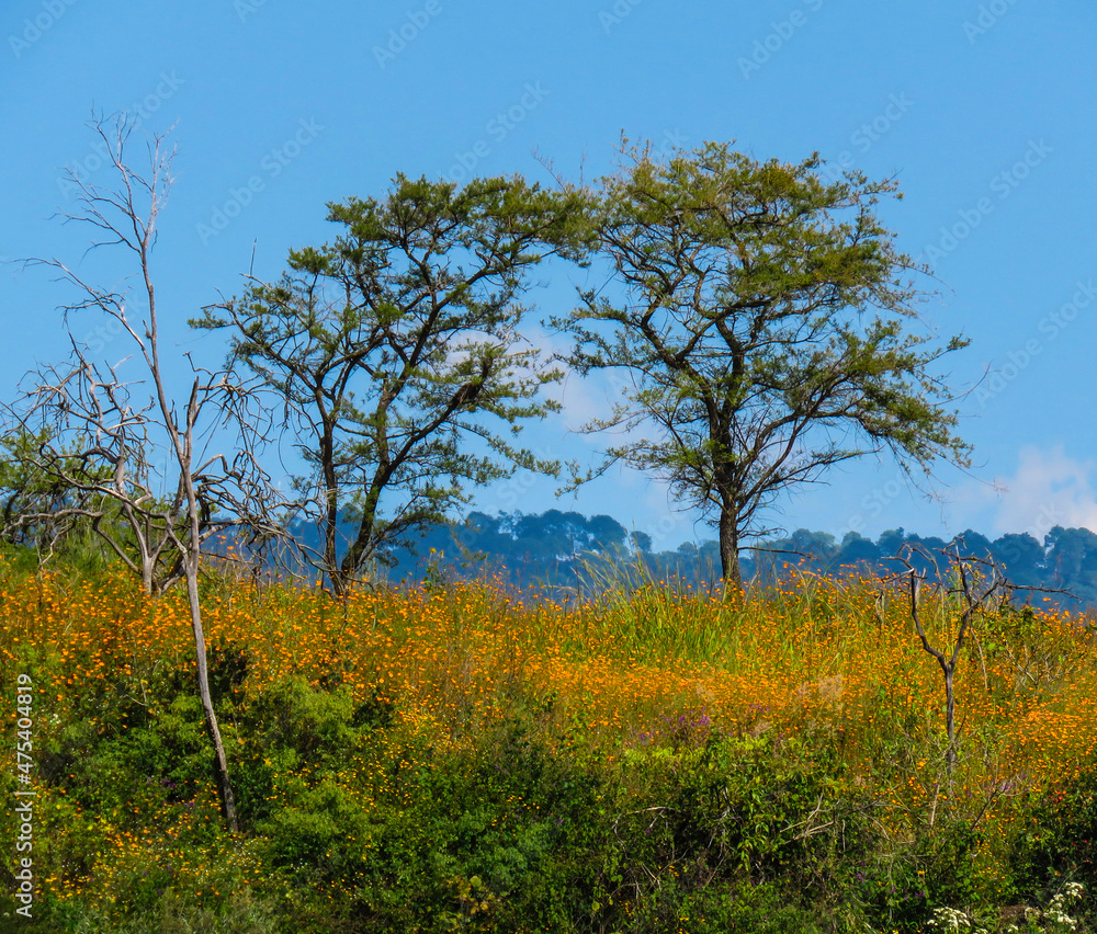 Fototapeta premium tree in the field with wild orange flowers 