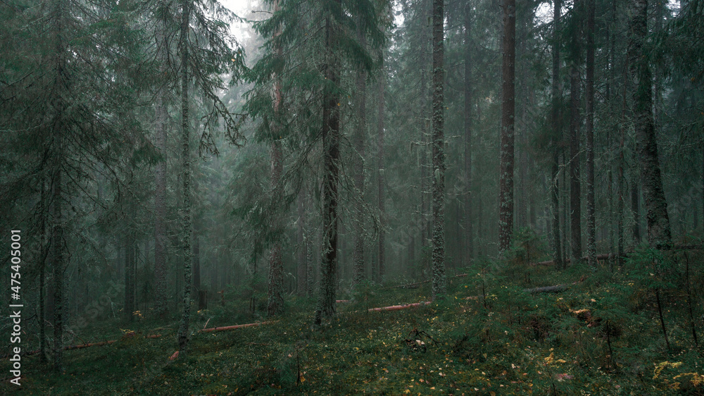 Fototapeta premium Foggy, mossy coniferous forest of the Skuleskogen National Park in the east of Sweden, green vegetation.