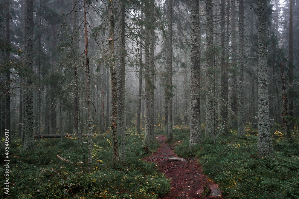 Obraz premium Footpath through mossy coniferous forest of the Skuleskogen National Park in the east of Sweden, green vegetation.