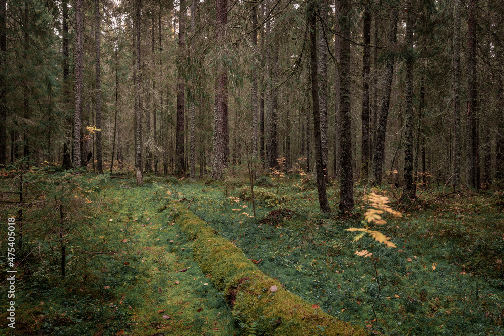 Fototapeta premium Mossy coniferous forest with tree trunks of the Skuleskogen National Park in the east of Sweden, green vegetation.