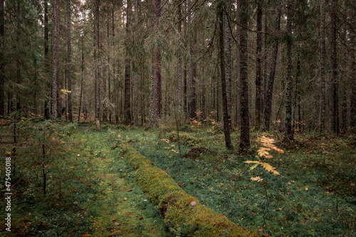 Mossy coniferous forest with tree trunks of the Skuleskogen National Park in the east of Sweden, green vegetation.