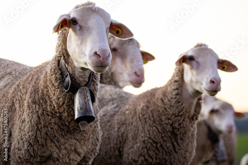 Herd of merino sheep close-up photo