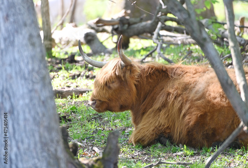 Highland Cow Resting