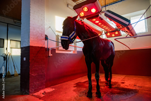 View of horse under light therapy in solarium photo