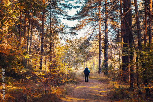 lonely figure of a man in the forest. a man is walking with nordic pole sticks along a path in a pine forest