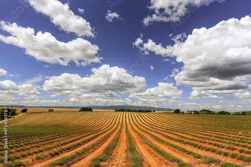 Europe  France  Provence  Valensole Plateau. Harvested lavender fields.