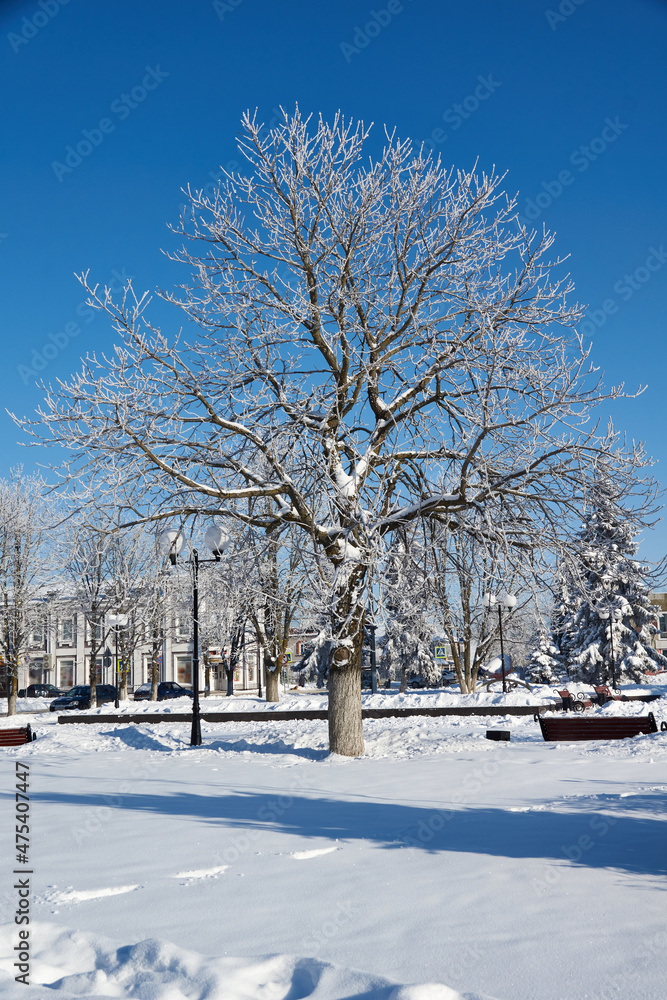 Winter magic. After the thaw, frost struck and the trees were covered with frost.