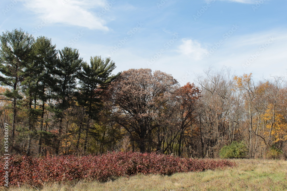 Fototapeta premium tree landscape